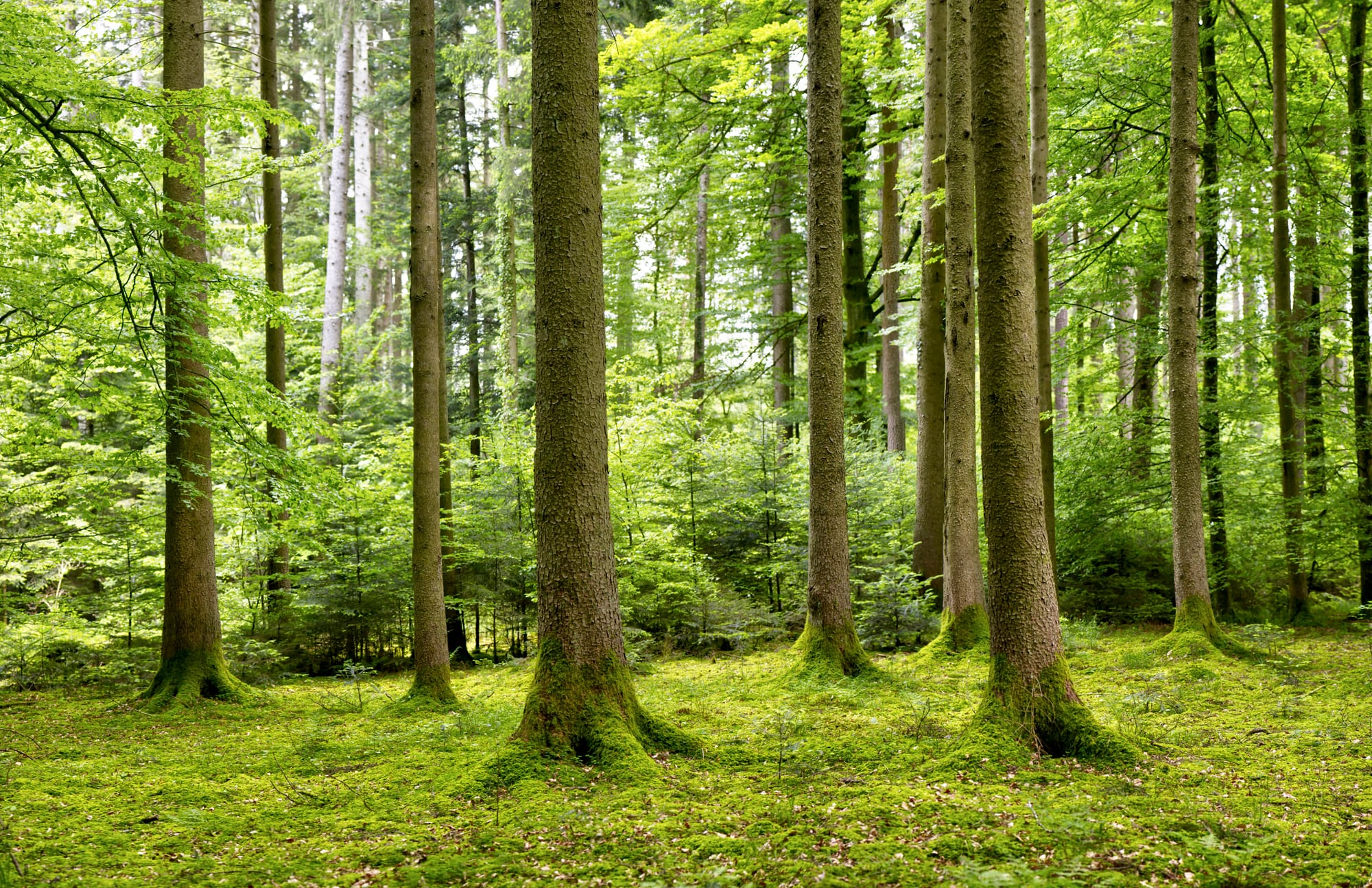 Frühling 2025